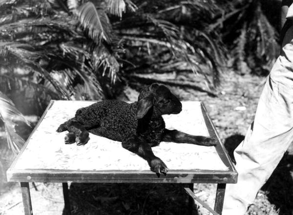 3-day-old Karakul lamb Zaza at Mr. Bill Davis's ranch - Irvine, Florida