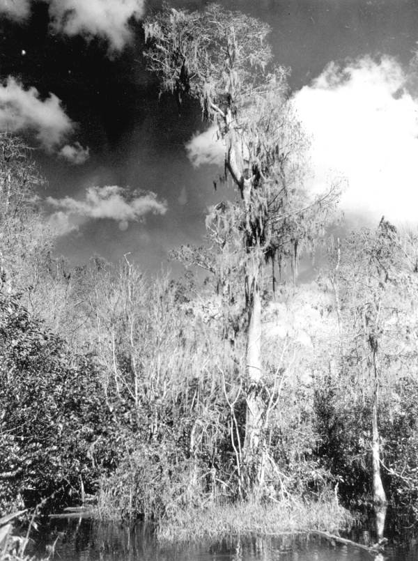 View of tree against cloud covered sky - Everglades, Florida
