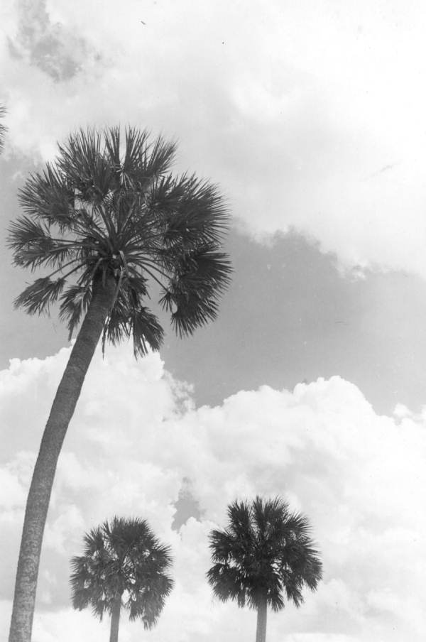 Palm trees against the sky