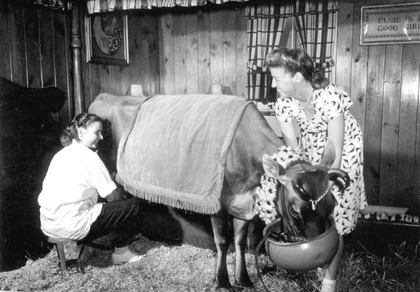 Women milking Elsie the Borden cow at the Florida State Fair - Tampa, Florida