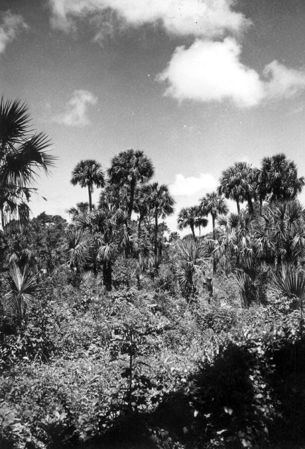 Cabbage palms - Vero Beach, Florida