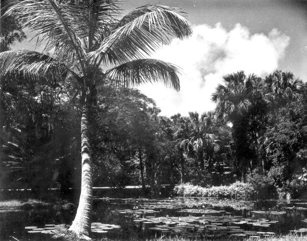 View of lake and trees - Vero Beach, Florida .
