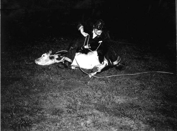M. Woodard ties up a calf at the rodeo - Gainesville, Florida .
