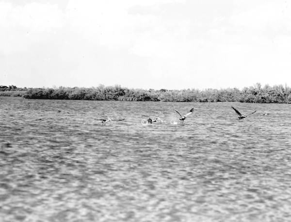 Pelicans snag fish out of water near Tampa