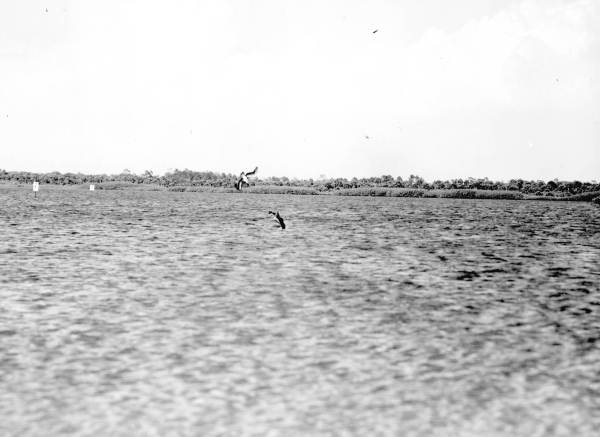 Pelicans fishing over water near Tampa