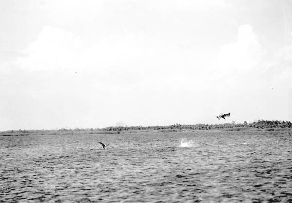 Pelicans fishing over water near Tampa
