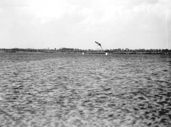 Pelicans near Tampa