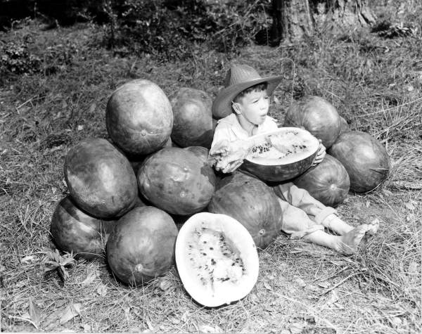 Indry Smith, Jr. eating watermelon at the Simpson Nursery - Monticello, Florida