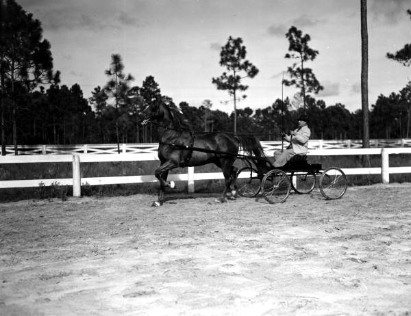 F.W. Truex and his horse, Red Eagle - Orange Park, Florida