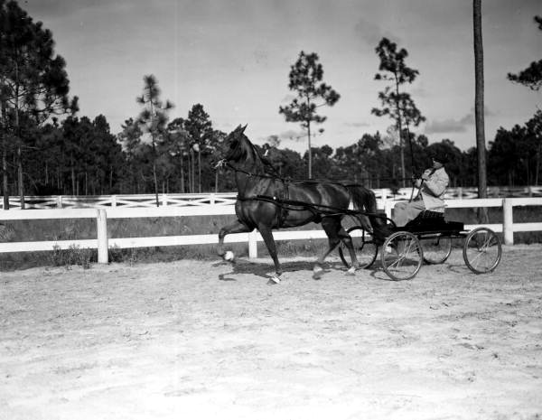 F.W. Truex and his horse, Red Eagle - Orange Park, Florida