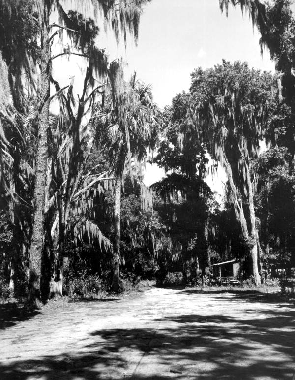 Road leading to Cross Creek fishing camp - Cross Creek, Florida