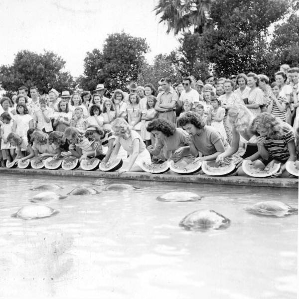 Young women participating in the watermelon eating contest at the watermelon festival - Leesburg, Florida