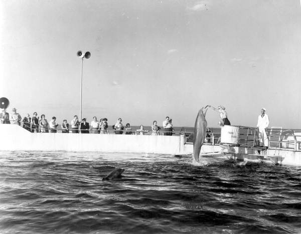 Dolphins performing to the delight of the tourists - Marineland, Florida