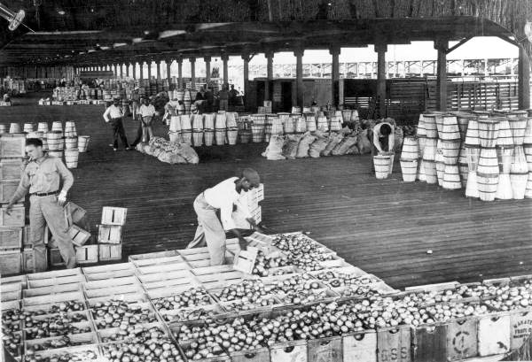 Packaging tomatoes