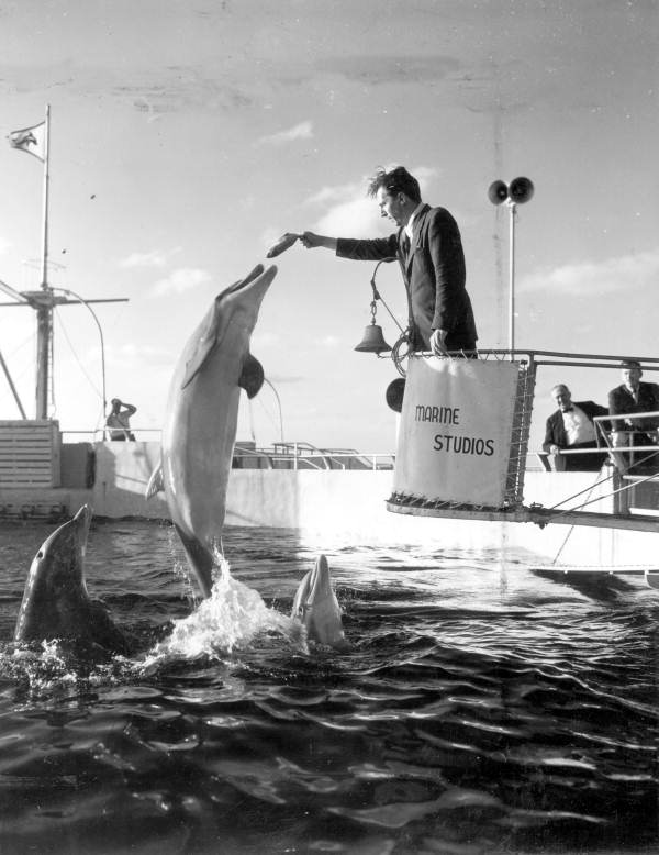 Walter Robert Costi feeding a dolphin - Marineland, Florida