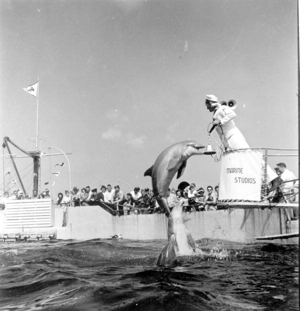 Dolphins performing to the delight of the tourists - Marineland, Florida
