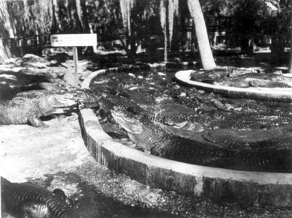 Alligators in an alligator farm - St Augustine, Florida