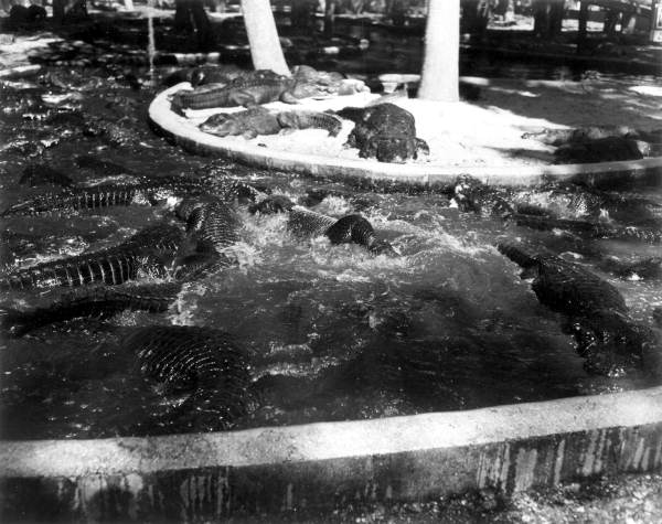 Alligators in an alligator farm - St. Augustine, Florida