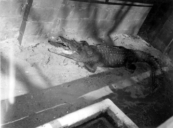 American crocodile in captivity