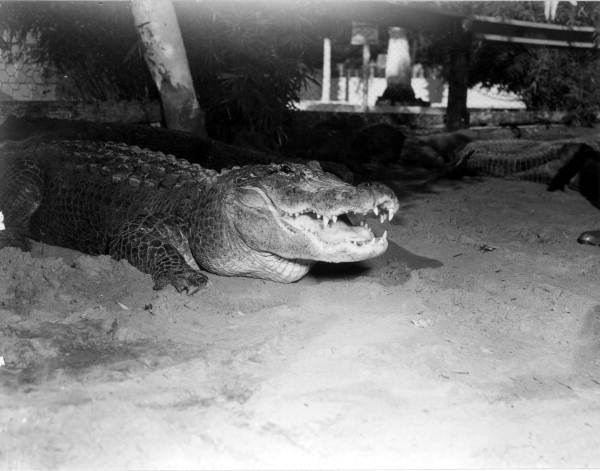 Alligator in an alligator farm - St. Augustine, Florida