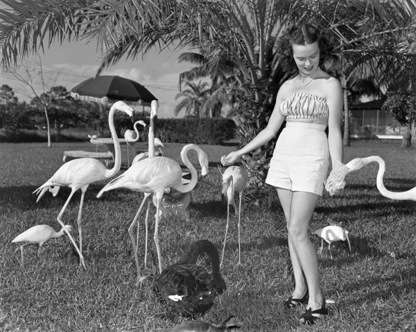 Frances Freeman feeding flamingos at a rare bird farm in Kendall