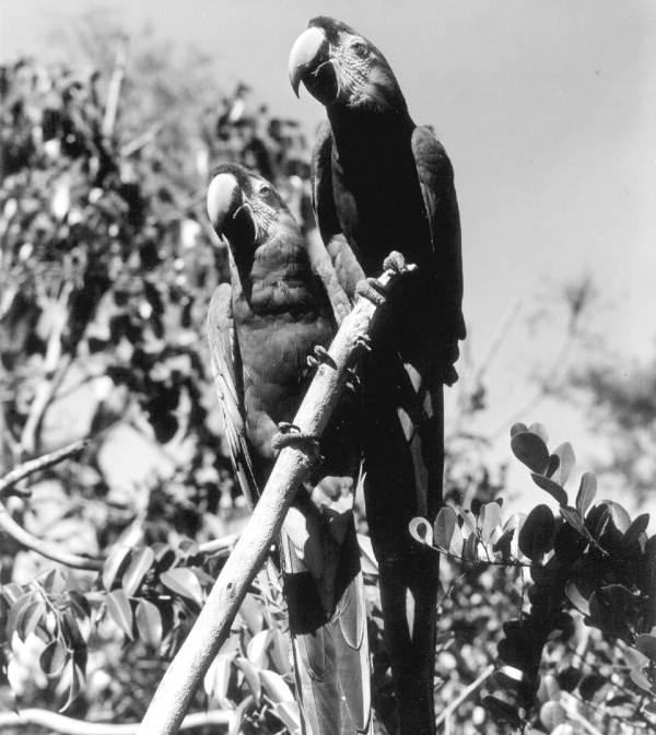 Macaws at Parrot Jungle - Miami, Florida.