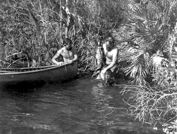 Alton Smith and Al Zaebst loading captured alligator into their canoe - Weeki Wachee River, Florida