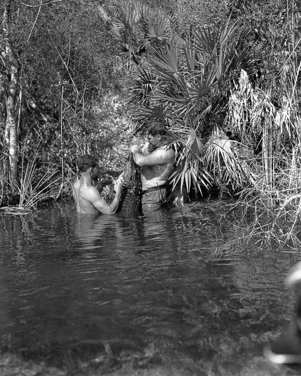 Alton Smith and Al Zaebst securing captured alligator - Weeki Wachee River, Florida