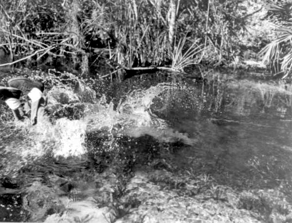 Al Zaebst dives into a river to wrestle an alligator into submission - Weeki Wachee River, Florida