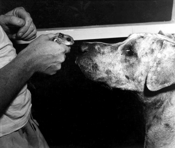 Dog taking an interest in owner's pet squirrel