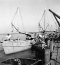 Oyster and shrimp boats in harbor - Apalachicola, Florida .