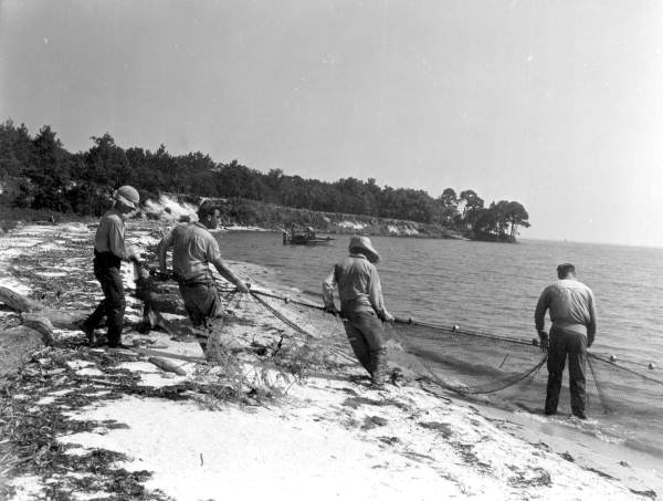 Fishing for mullet with "beach seine" 800 yards long.