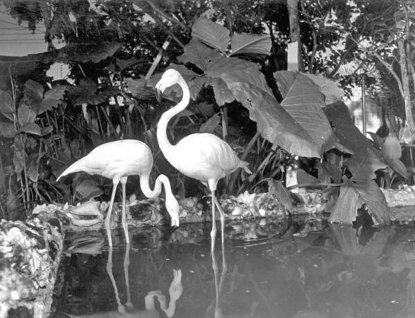 Flamingos at Thompson's Wild Animal Ranch - Saint Petersburg, Florida
