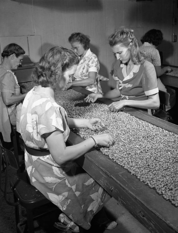 Oneta Rodgers and Merline Harrison grading peanuts - Graceville, Florida