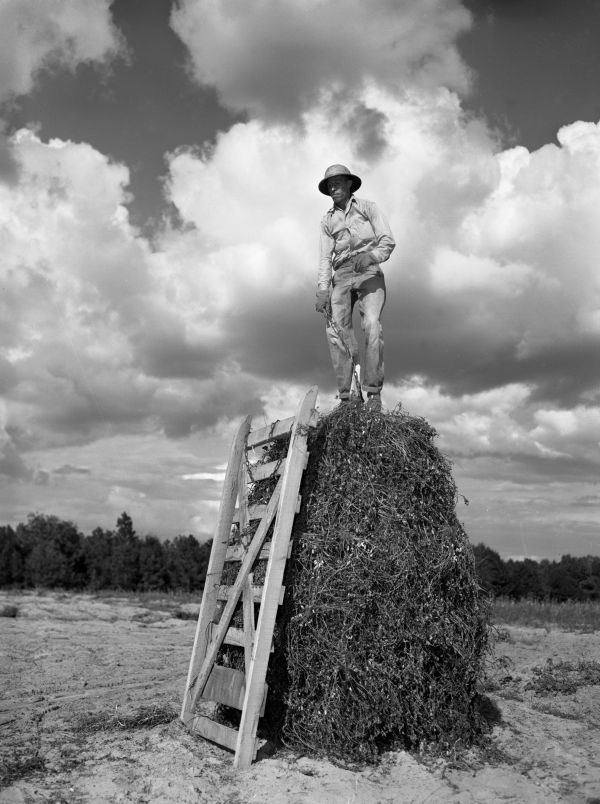 James M. Spears chains a sled to a peanut stack for hauling - Holmes County, Florida