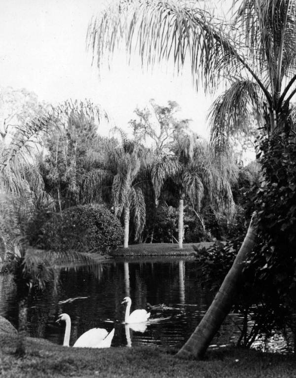 Sarasota Jungle Gardens - Sarasota, Florida.