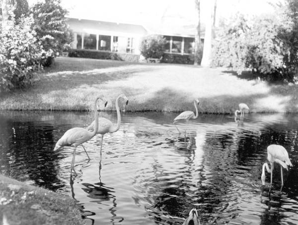 Flamingos at Thompson's Wild Animal Ranch - Saint Petersburg, Florida