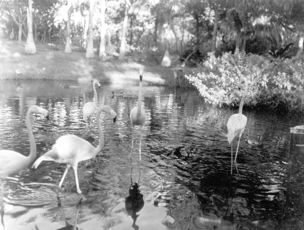 Flamingos at Thompson's Wild Animal Ranch - Saint Petersburg, Florida