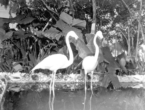 Flamingos at Thompson's Wild Animal Ranch - Saint Petersburg, Florida