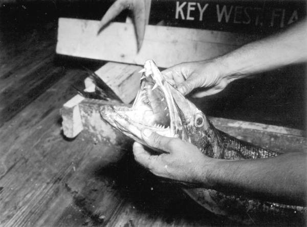 Captain "Lefty" Flynn displays the jaws and teeth of a barracuda - Key West, Florida