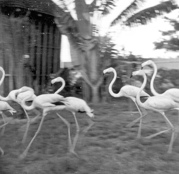 Flamingos running at a rare bird farm in Kendall