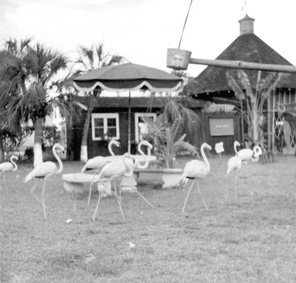 Flamingos at a rare bird farm in Kendall