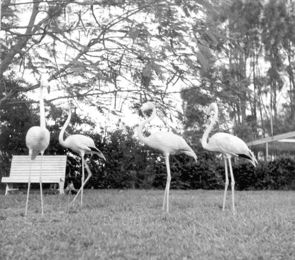 Flamingos at a rare bird farm in Kendall