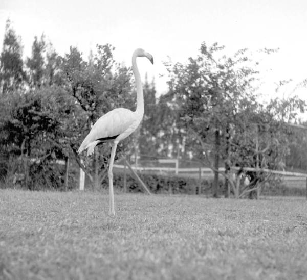 Flamingos at a rare bird farm in Kendall