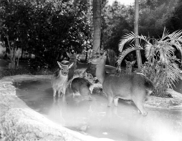 Yearling deer at the Rare Bird Farm - Kendall, Florida