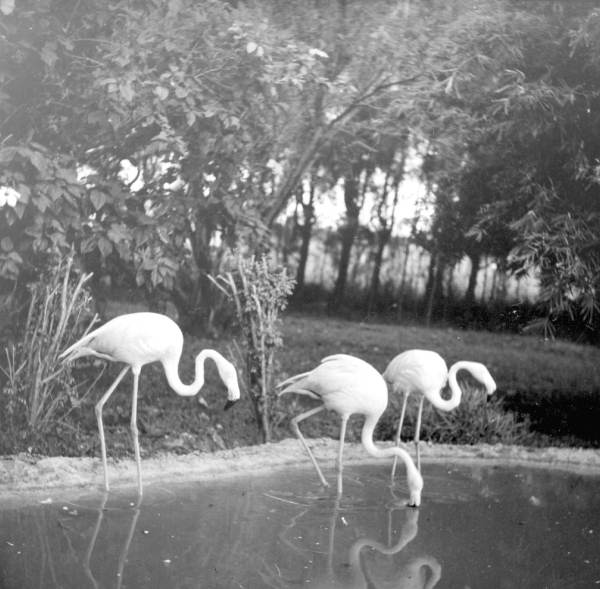 Flamingos at a rare bird farm in Kendall