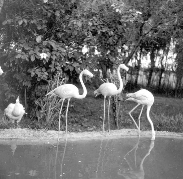 Flamingos at a rare bird farm in Kendall