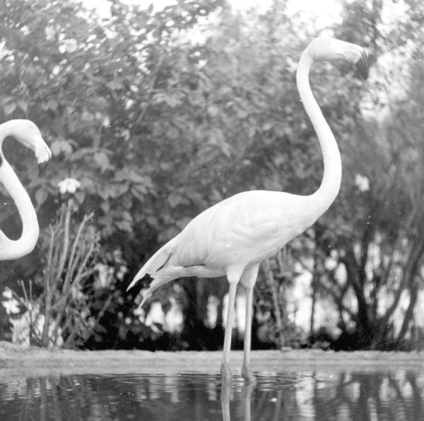 Flamingos at a rare bird farm in Kendall