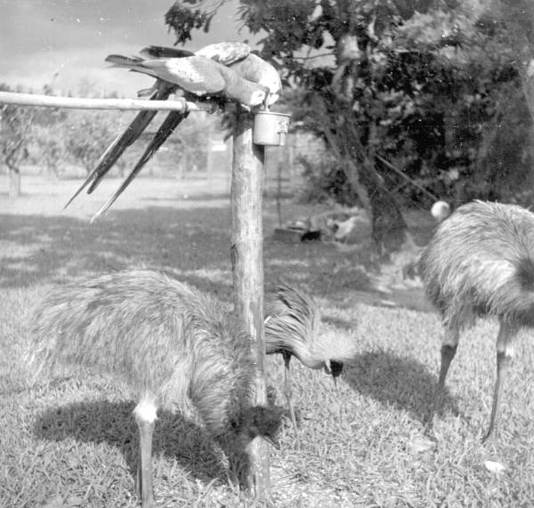 Macaws and emus at a rare bird farm in Kendall
