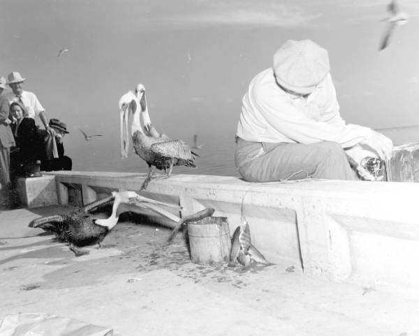 Pelican sneaks up behind Robert Putnam to steal freshly caught fish - Saint Petersburg, Florida